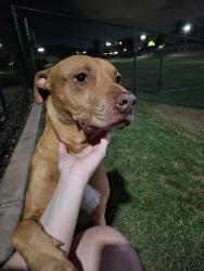 Found/Stray Male Dog last seen Garden Grove neighborhood 85th ln and Glendale , Glendale, AZ 85305
