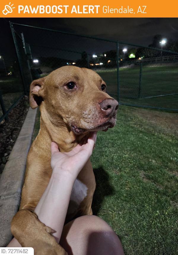 Found/Stray Male Dog last seen Garden Grove neighborhood 85th ln and Glendale , Glendale, AZ 85305