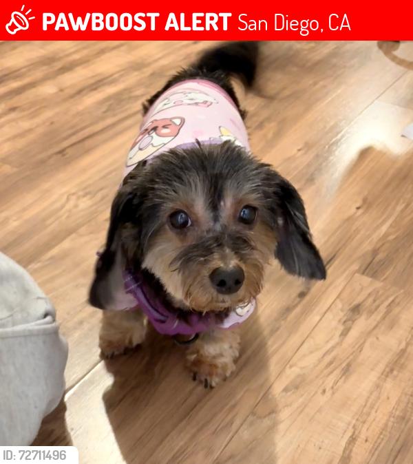Lost Female Dog last seen Newton & S 27th St. , San Diego, CA 92113