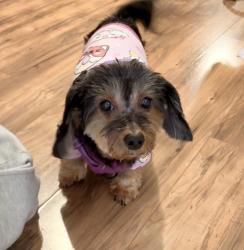 Lost Female Dog last seen Newton & S 27th St. , San Diego, CA 92113