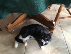 Found/Stray Male Cat last seen US 40 West and Rolling Road, Catonsville, MD 21228