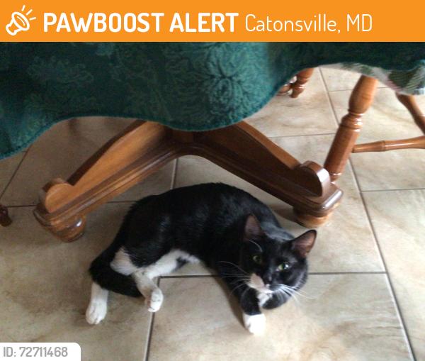Found/Stray Male Cat last seen US 40 West and Rolling Road, Catonsville, MD 21228