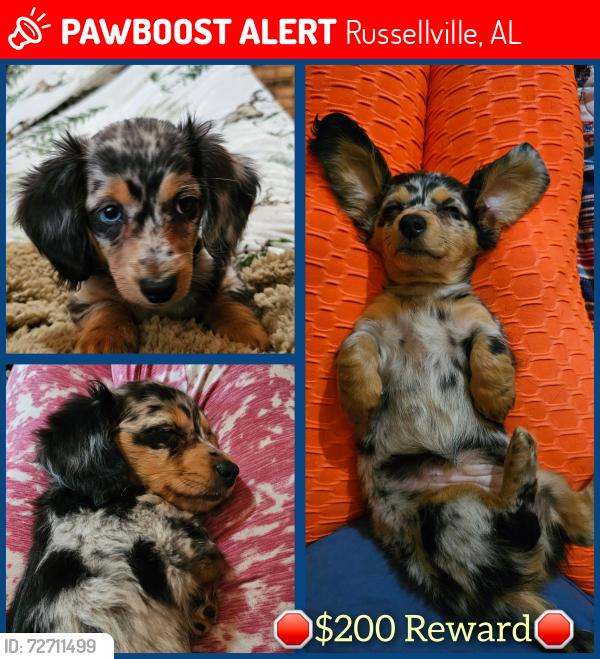 Lost Female Dog last seen Near Pritchard road, Russellville, AL 35653