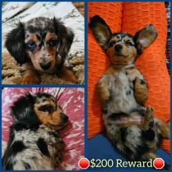 Lost Female Dog last seen Near Pritchard road, Russellville, AL 35653