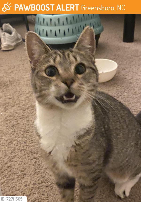 Found/Stray Female Cat last seen A&T, Greensboro, NC 27411