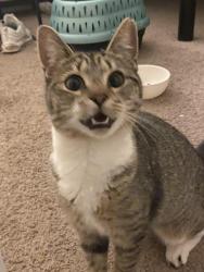 Found/Stray Female Cat last seen A&T, Greensboro, NC 27411