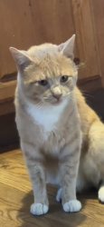 Lost Male Cat last seen North Austin , Chicago, IL 60639