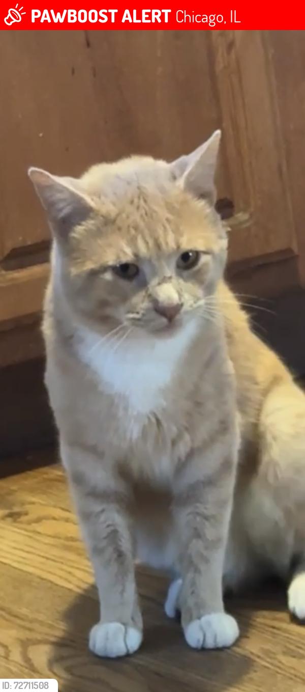 Lost Male Cat last seen North Austin , Chicago, IL 60639