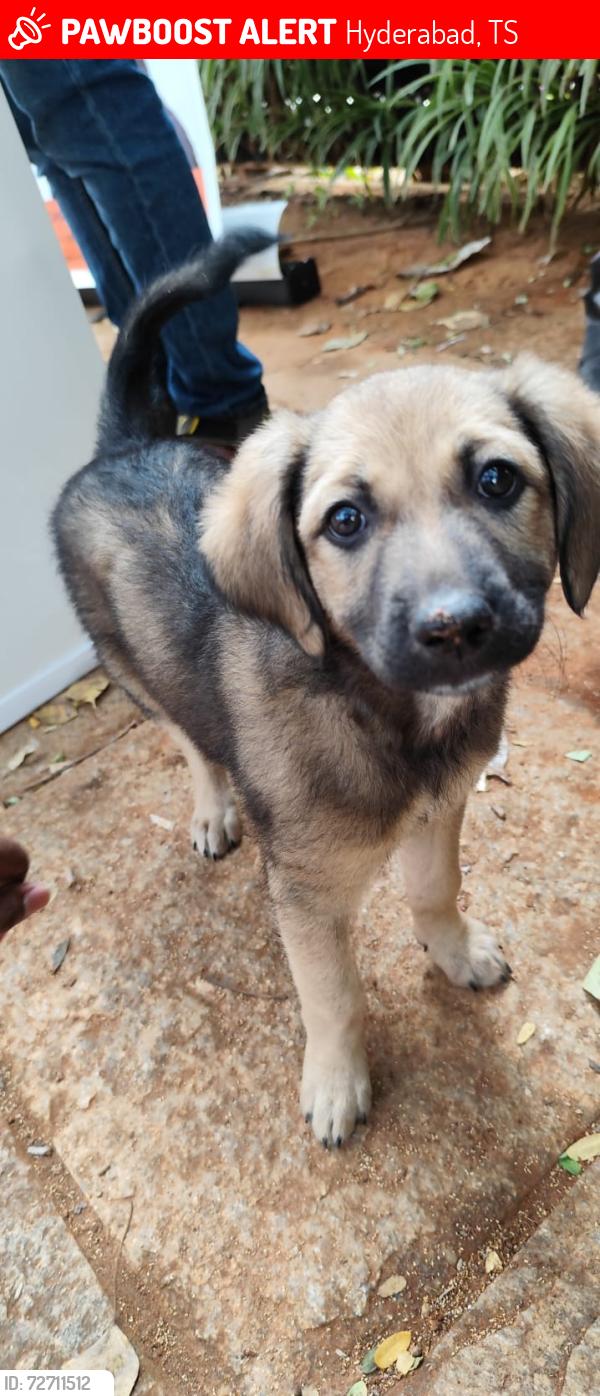 Lost Male Dog last seen bjp office, Hyderabad, TS 