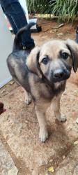 Lost Male Dog last seen bjp office, Hyderabad, TS 