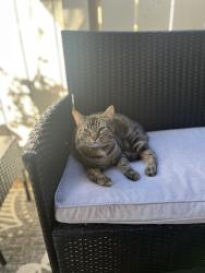 Lost Female Cat last seen Cochrane and Butterfield Blvd, Morgan Hill, CA 95037