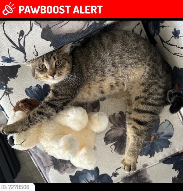 Lost Male Cat last seen Hermosa and Monte Vista, Rancho Cucamonga, CA 91730