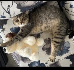 Lost Male Cat last seen Hermosa and Monte Vista, Rancho Cucamonga, CA 91730