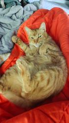 Lost Male Cat last seen Willowridge ests , Conroe, TX 77304