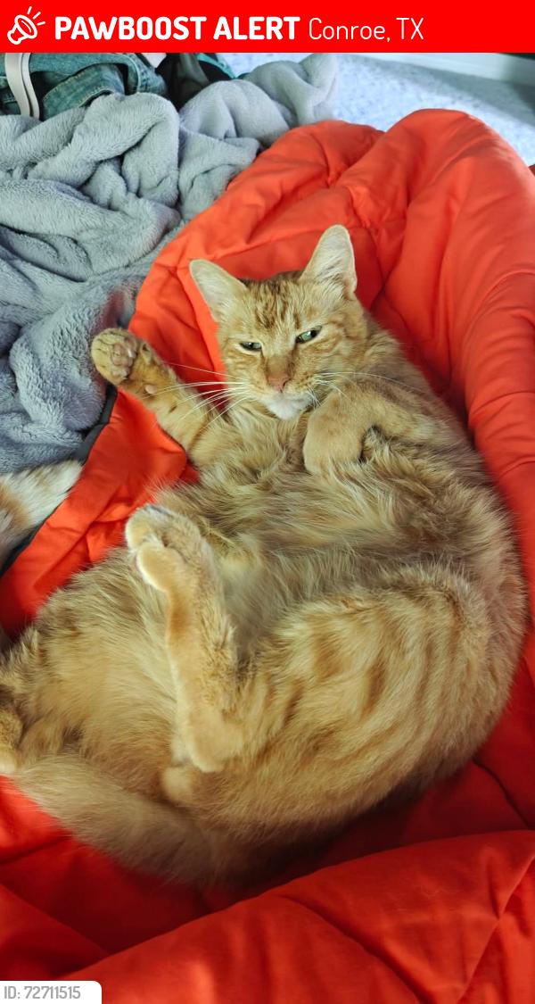 Lost Male Cat last seen Willowridge ests , Conroe, TX 77304