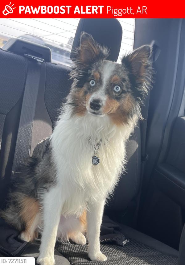 Lost Male Dog last seen Front yard of the  , Piggott, AR 72454