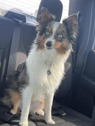 Lost Male Dog last seen Front yard of the  , Piggott, AR 72454