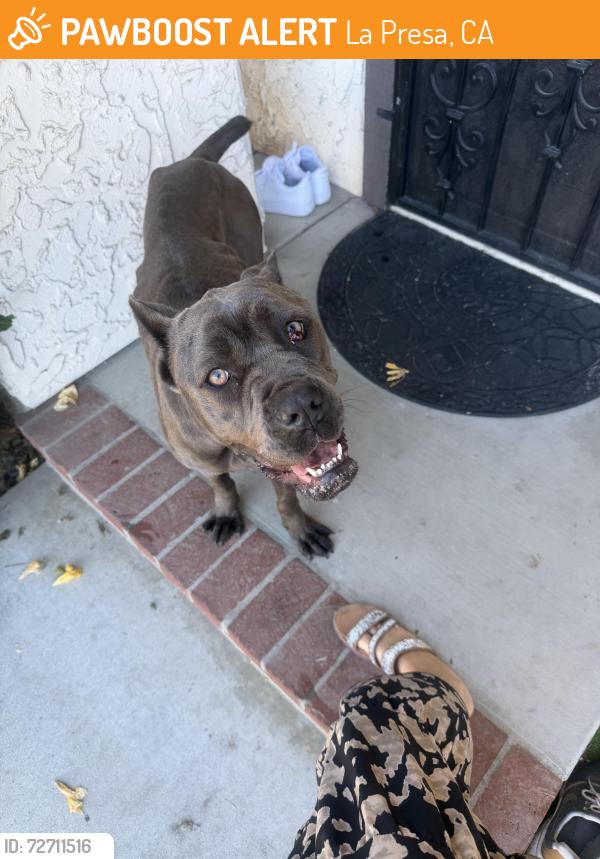 Found/Stray Female Dog last seen Lechuza ln Spring Valley , La Presa, CA 91977