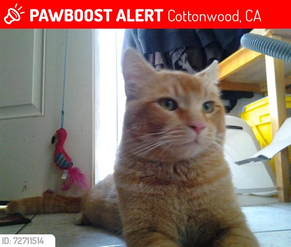 Lost Male Cat last seen Webb's sancutary, Cottonwood, CA 96022