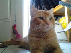 Lost Male Cat last seen Webb's sancutary, Cottonwood, CA 96022