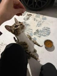 Found/Stray Female Cat last seen En mi garaje , Grand Prairie, TX 75052