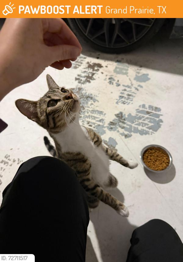 Found/Stray Female Cat last seen En mi garaje , Grand Prairie, TX 75052