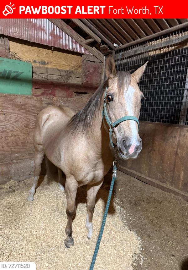 Lost Female Horse last seen Anglin Dr/forest hill , Fort Worth, TX 76140