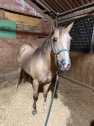 Lost Female Horse last seen Anglin Dr/forest hill , Fort Worth, TX 76140