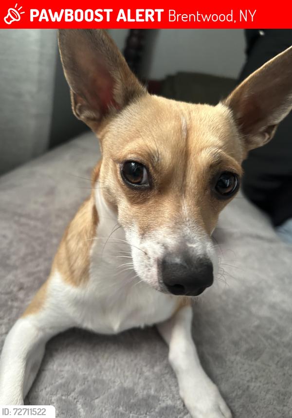 Lost Male Dog last seen doolittle street in brentwood ny by the church, Brentwood, NY 11717