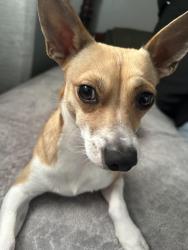 Lost Male Dog last seen doolittle street in brentwood ny by the church, Brentwood, NY 11717