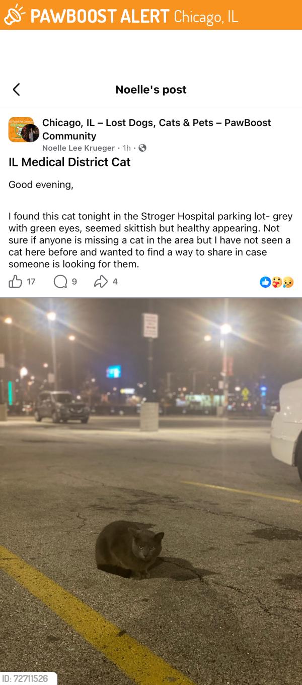 Found/Stray Unknown Cat last seen Stroger hosp parking log, Chicago, IL 60612