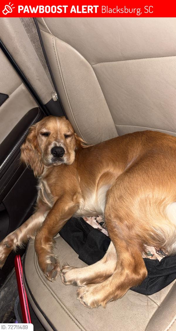 Lost Male Dog last seen W lime st, Blacksburg, SC 29702
