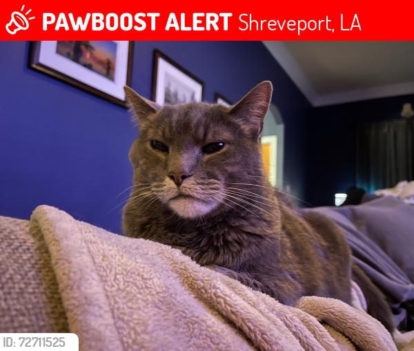 Lost Male Cat last seen Saint Charles place , Shreveport, LA 71106