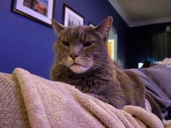 Lost Male Cat last seen Saint Charles place , Shreveport, LA 71106