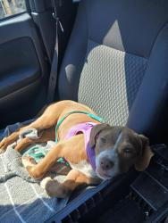 Found/Stray Female Dog last seen Lst, Bakersfield, CA 93304