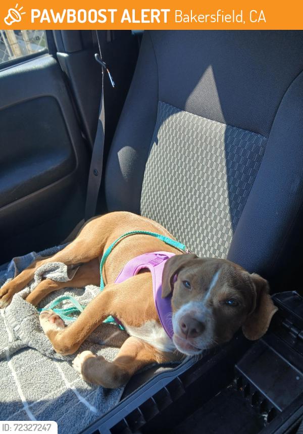 Found/Stray Female Dog last seen Lst, Bakersfield, CA 93304