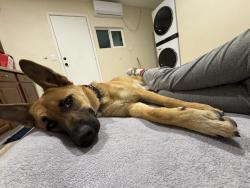 Found/Stray Female Dog last seen E COMMODORE COVER DR, Sunrise Manor, NV 89142