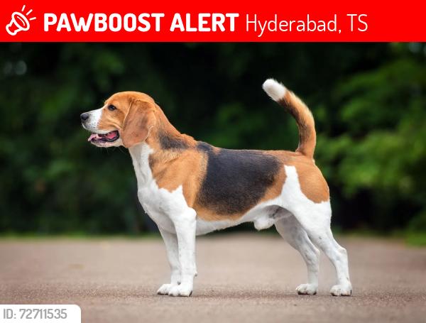 Lost Male Dog last seen kphb metro, Hyderabad, TS 