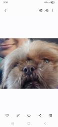 Lost Female Dog last seen La puerta and olympic blvd, Los Angeles, CA 90023