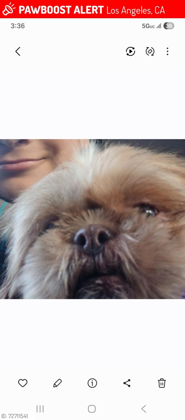 Lost Female Dog last seen La puerta and olympic blvd, Los Angeles, CA 90023