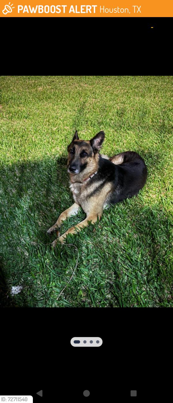 Found/Stray Male Dog last seen Kirkwood and Sela Ln , Houston, TX 77072
