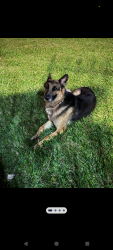 Found/Stray Male Dog last seen Kirkwood and Sela Ln , Houston, TX 77072
