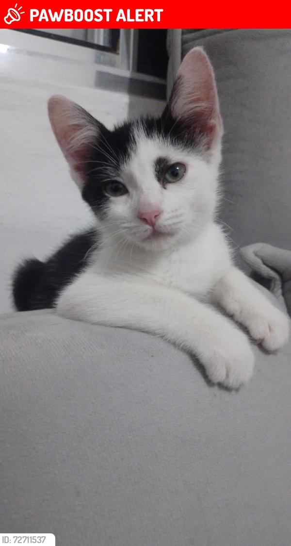 Lost Male Cat last seen Próximo a R Costa Barros, em esquina do Mc Donald’s e Escola com quadra grabde, Sítio Pinheirinho, SP 03241-040