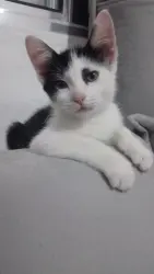 Lost Male Cat last seen Próximo a R Costa Barros, em esquina do Mc Donald’s e Escola com quadra grabde, Sítio Pinheirinho, SP 03241-040