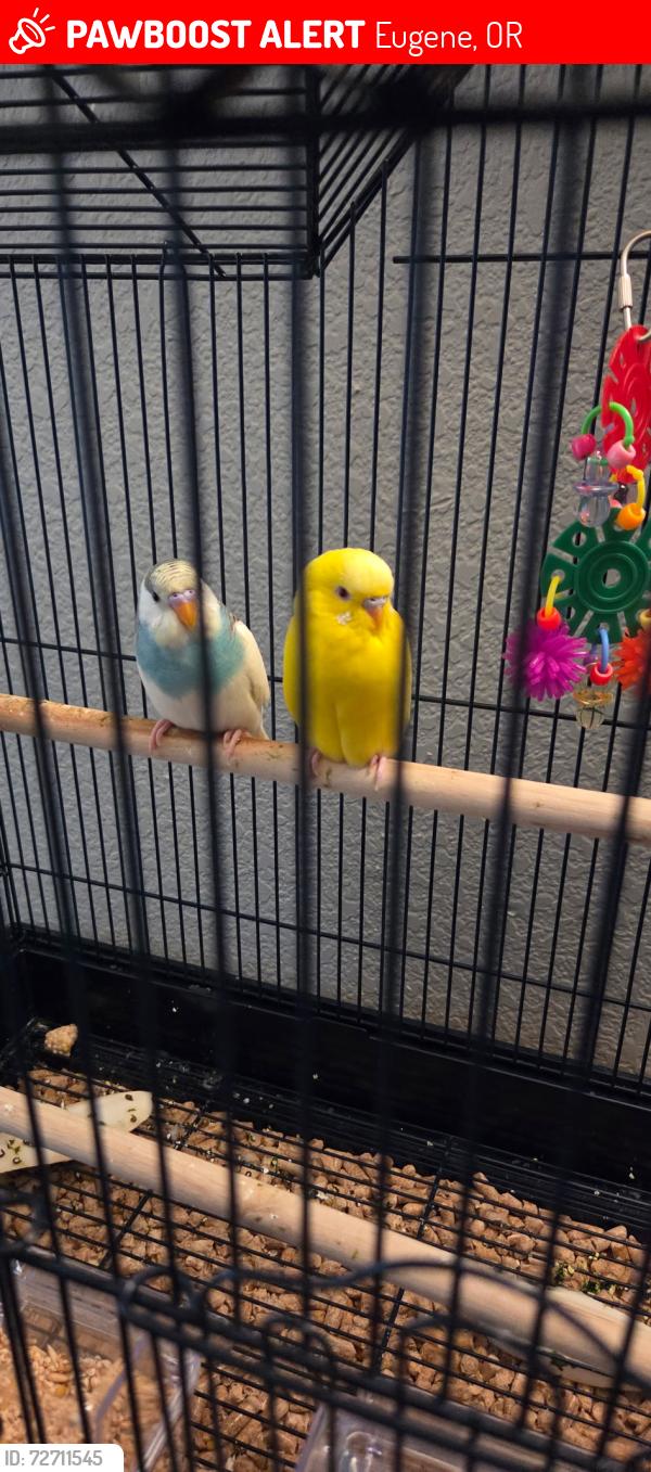 Lost Unknown Bird last seen Near Unthank st on the trees behind Albertsons , Eugene, OR 97402