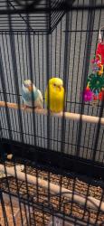 Lost Unknown Bird last seen Near Unthank st on the trees behind Albertsons , Eugene, OR 97402