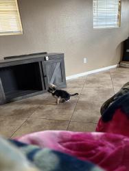 Lost Male Dog last seen Sacramento , Las Vegas, NV 89104