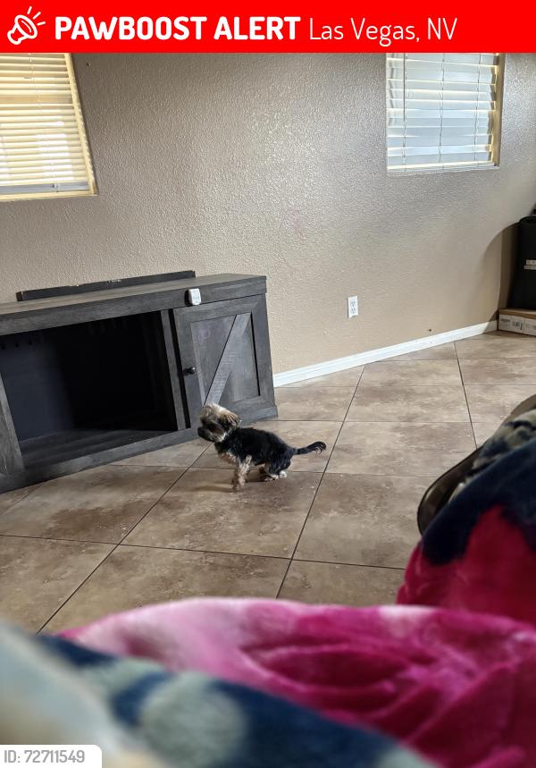 Lost Male Dog last seen Sacramento , Las Vegas, NV 89104