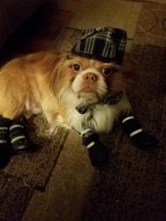 Lost Male Dog last seen 43rd, Muskogee, OK 74403