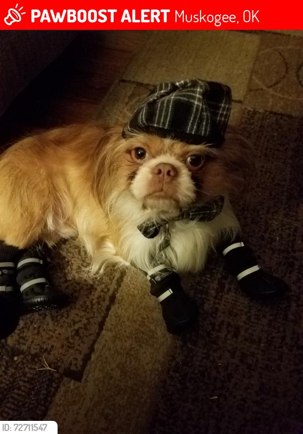 Lost Male Dog last seen 43rd, Muskogee, OK 74403